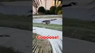 What are they Honking About?!  Plotting Cobra Chickens!  #canadagoose #geese #birds #cuteanimals
