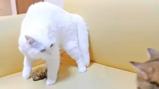遊ぶのを邪魔されて毛を逆立てて怒っちゃう猫！