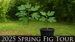 Spring 2025 fig tree starts, pot, and ground growth before summer heat. Over 50 varieties!!