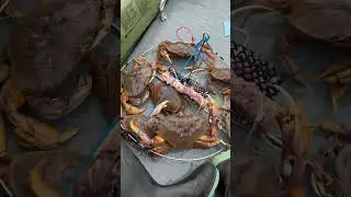 7.5 inch Dungeness Crab!  Crabbing in Burnaby, BC