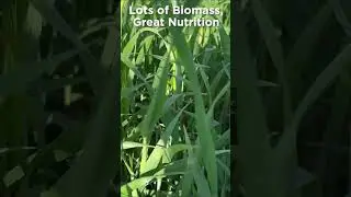 Standability of Triticale vs Rye