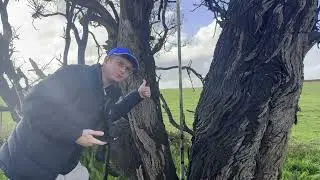 Mt Gambier Foxhunt 2025 from the VK5QI Team