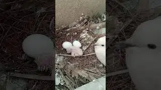 dove chicks#shorts