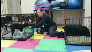 confinement training   Jubilee crate