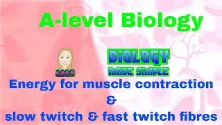 Energy for muscle contraction & slow twitch & fast twitch fibres.