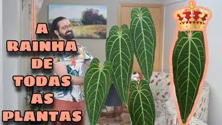 ANTÚRIO RAINHA - A planta mais REVERENCIADA para sua Urban Jungle -Anthurium warocqueanum