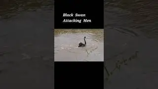 Black Swan Attacked Men #swan #water #birds #blackswan #rare