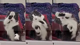 The Cat Dances, Moves And Talks To Be Noticed By People Who Arrive At The Shelter