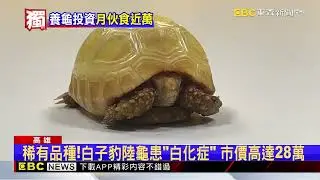 入龜坑三思！ 象龜養到40歲市價百萬 月伙食費1萬 @newsebc