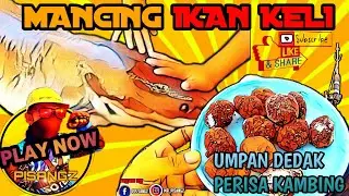 Umpan dedak bau kambing | UMPAN MUJARAB ikan keli kolam