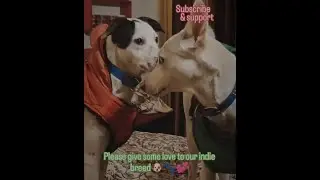 Max & Mauzer 24/7 Live &ndash; Dog Life & Cuteness Overload! 🐶💛#shortfeed