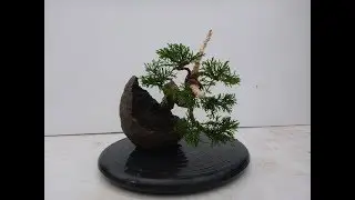 Mini Indoor Bonsai Tree for Home or Office Desk #3