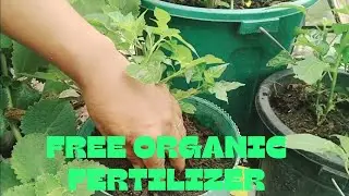 How to make Fish Amino Acid or FAA - Simple way of making organic fertilizer