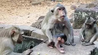 Cute Baby Monkey Maci Look Stronger Like Merri His Mother Monkey, Maci Kitty Monkey