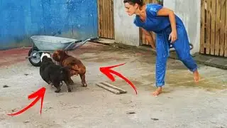 FATAL PRESENTATION TOHANA FRIES THE HEART | Dragons Pit Kennel