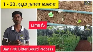 1 - 30 ஆம் நாள் வரை Day 1-30 Bitter Gourd Process