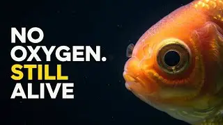 Animals That Can Survive Without Oxygen