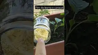 FIM DAS LESMAS E CARACOL 🐌