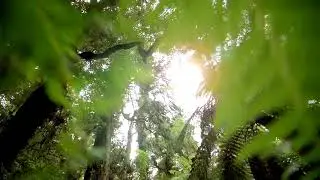 Forgotton Forest - Chill EDM music by Rangerwriter