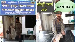 देशी होलशेल पोल्ट्री फार्म आरे कॉलनी/DESHI WHOLESALE POULTRY FARM ARE COLONY/@dilip jadhav63