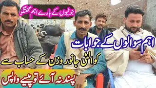 How to start Katti farming business in Pakistan | Gabon Jotian Farming Tips | Riaz Cattle Farm