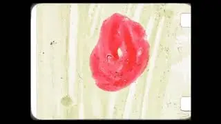 Handmade Movies with Nicci Haynes