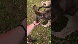🦘 Кормлю кенгуру с рук на Тасмании! POV | Заповедник Bonorong #shorts