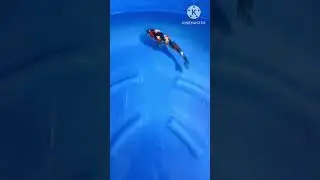 IKAN KOI SHOWA JAPAN #shorts