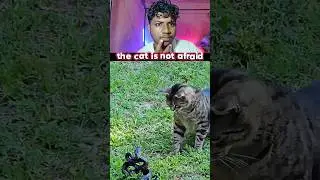 Cat 😺 Vs Snake 🐍#cat #snake #trollface #troll