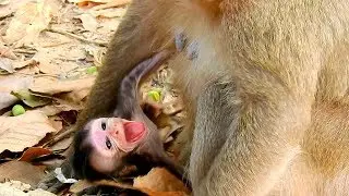 So worry !! Newborn Baby Laura Cry loudly/ Young mom Layla wrong care