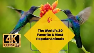 World&rsquo;s 10 Favorite & Most Popular Animals 4K