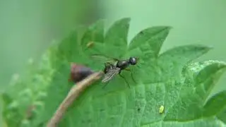 Nemopoda nitidula