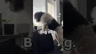 Barbet: Top dog in this house! #dog