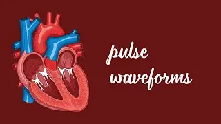 Pulse Waveforms||Harrison Internal Medicine 