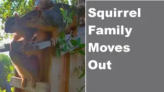 Squirrel Family Moves Out After 10 Weeks