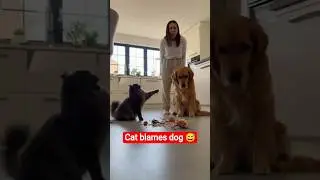 Dog and Cat&rsquo;s Kitchen Disaster Caught on Camera 📹🐶🐱