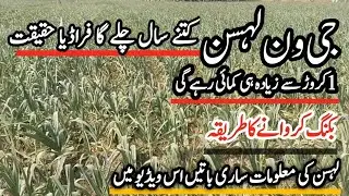 narc H G1 Garlic Best quality farming in Pakistan / garlic best quality // G1 garlic farmer intervew