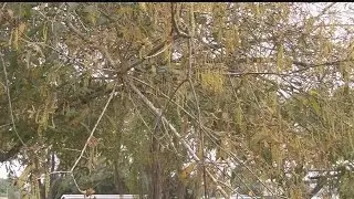 High pollen counts testing SW Floridians' allergies