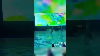 Dolphin's Dance
