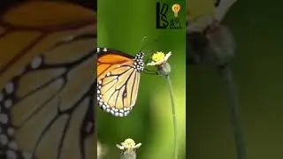 Butterfly&rsquo;s Grace in Slow Motion &ndash; A Floral Dance of Nature!