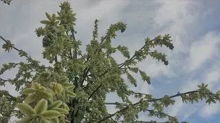 Furcraea - Amazing blooms - first time seen flowering in the UK, and collecting / sowing seeds