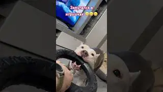 Амстафф Бой и игрушки #amstaff #dog #pitbull #семья #собака #собаки #амстафф