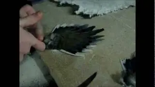 mounting morning dove wings and tail feathers