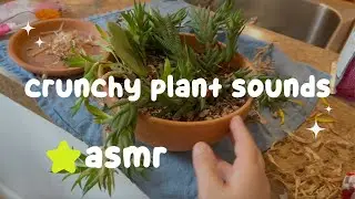 Crinkly Plant Pruning | ASMRVANA