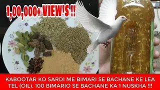 कबूतर के  लिए तेल !! Kabootar ke lea OIL, 100 Bimari se kabootar ka Bachav  !!!