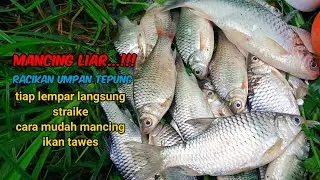 cara paling jitu mancing liar... mancing ikan tawes atau mancing ikan lampam