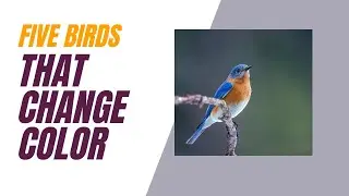 TOP 5 BIRDS THAT CHANGE COLOR