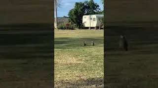 Masked Lapwing Release