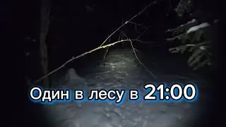 Вечерняя прогулка по лесной тропе | Мысли наедине с природой
