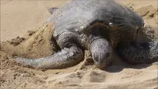 Laniakea Beach (Turtle Beach), Honolulu Hawaii.